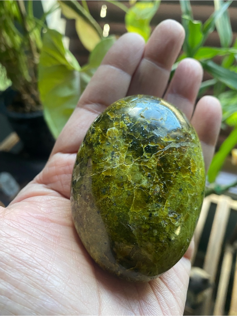 Green Opal Palm Stone